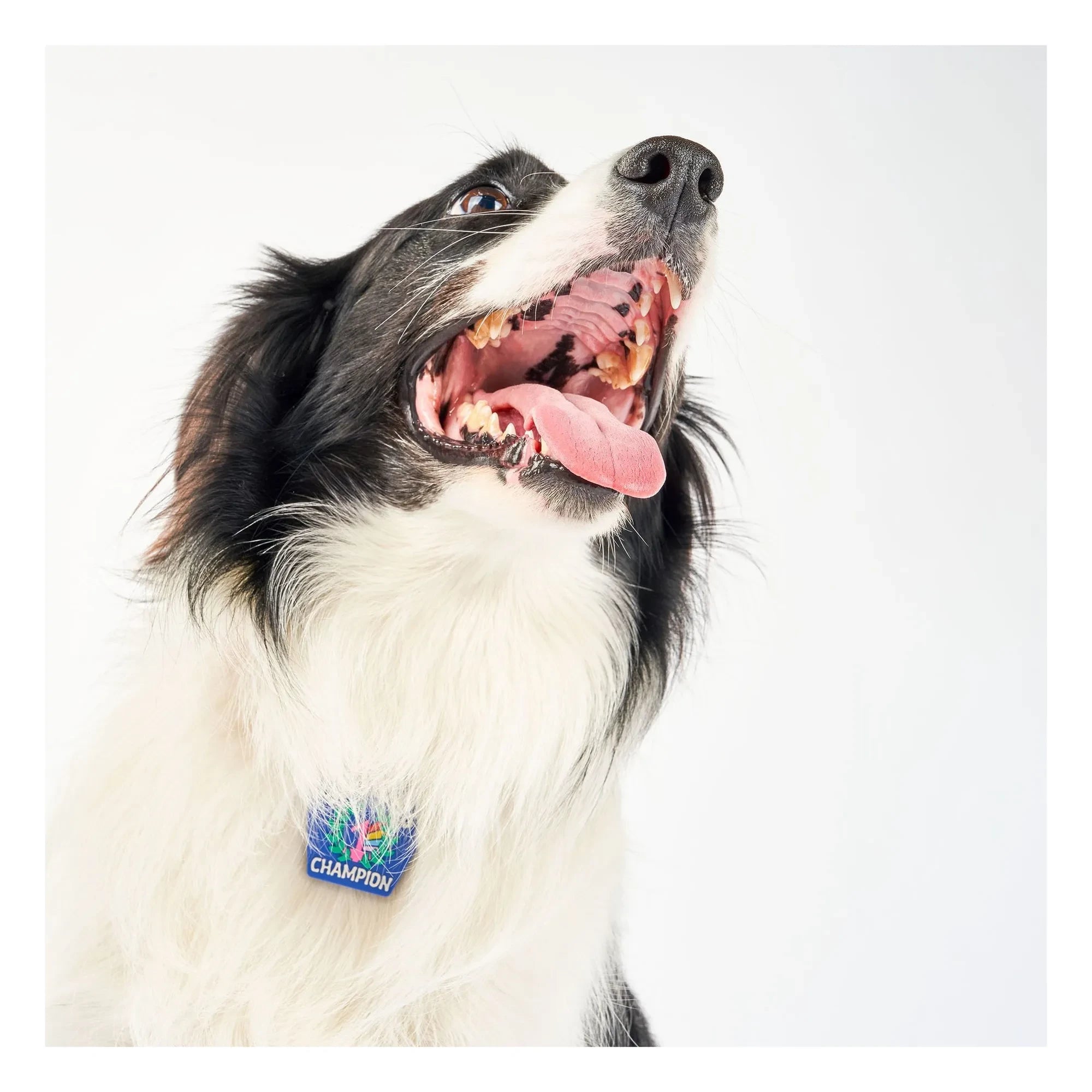 The Furry Folks - Begging Champion madalyası | Mavi
