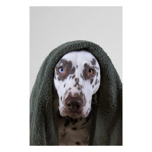 Holidermie - Holidog sülfatsız köpek şampuanı - 480ml