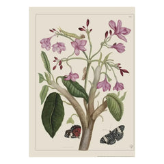 Les Jolies Planches - Plakat Indischer Jasmin