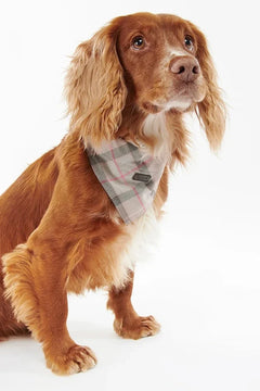 Barbour Tartan Köpek Bandanası