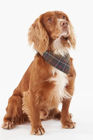 Barbour Tartan Köpek Bandanası