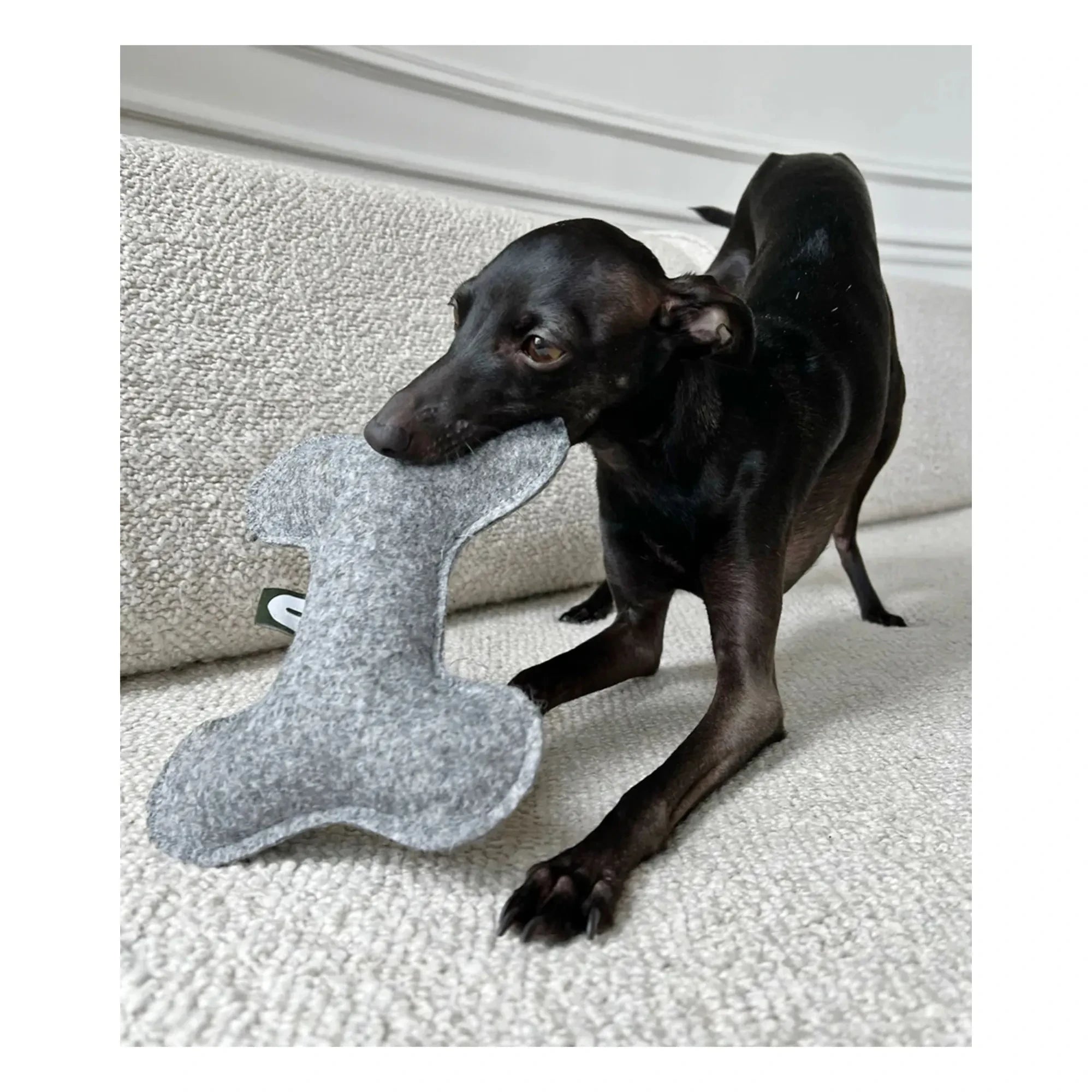 Cafide - Knochen Hundespielzeug | Grau