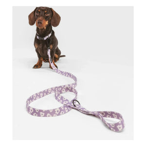 Cafide - Juno Hundehalsband | Lila