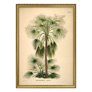 The Dybdahl Co. - Livistona Humilis poster
