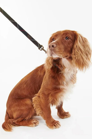 Barbour Classic Tartan Köpek Tasması