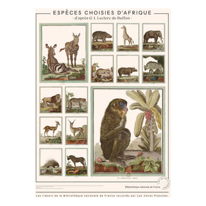 Les Jolies Planches - From Buffon Encyclopedia: African Animals