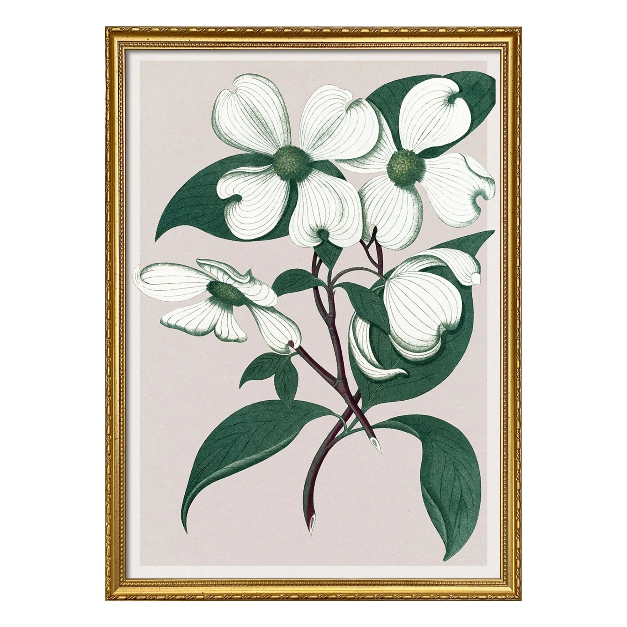 The Dybdahl Co. - Cornus Florida afiş
