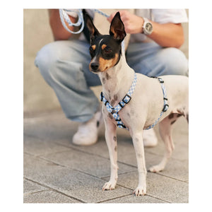 Cafide - Juno köpek koşumu | Açık mavi