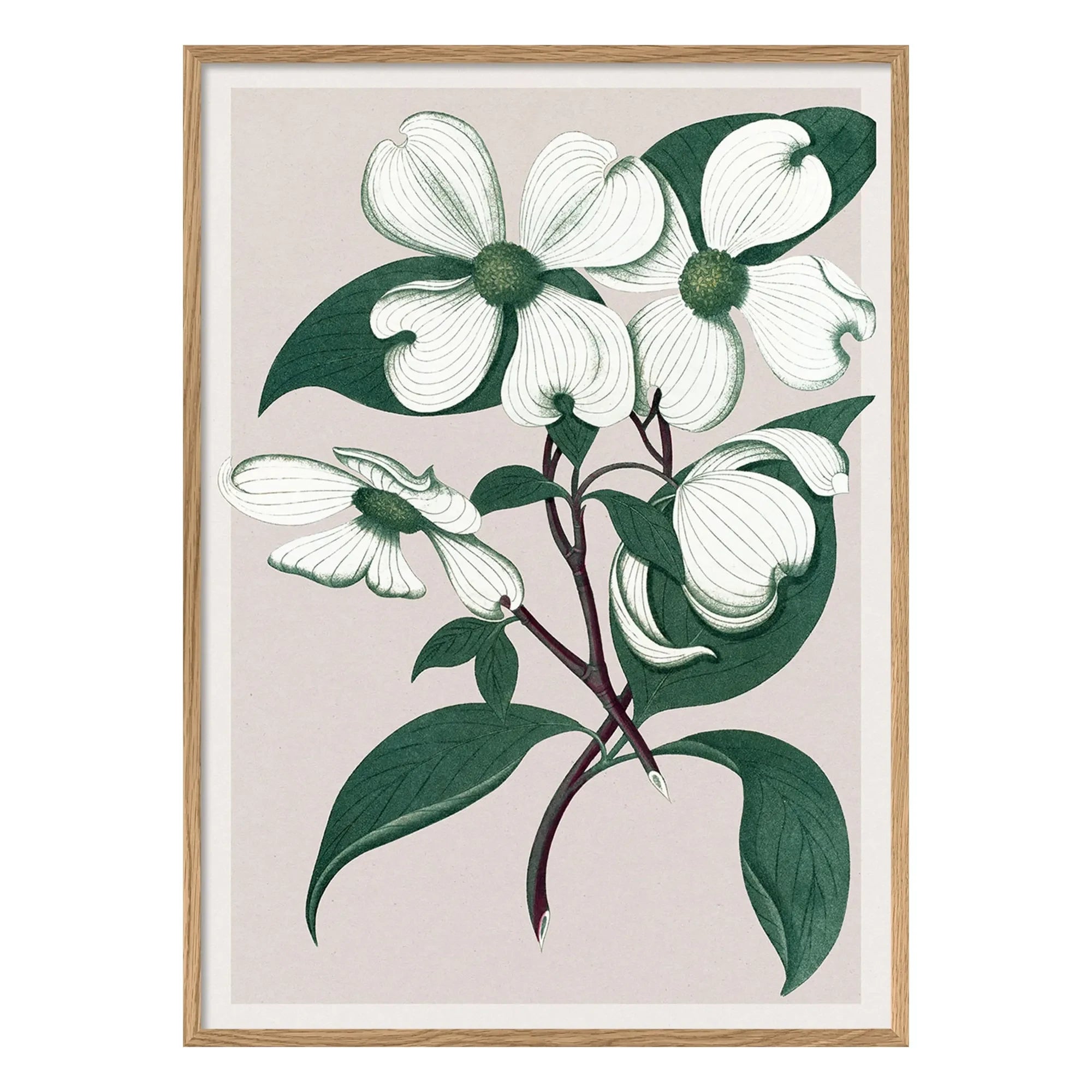 The Dybdahl Co. - Cornus Florida afiş