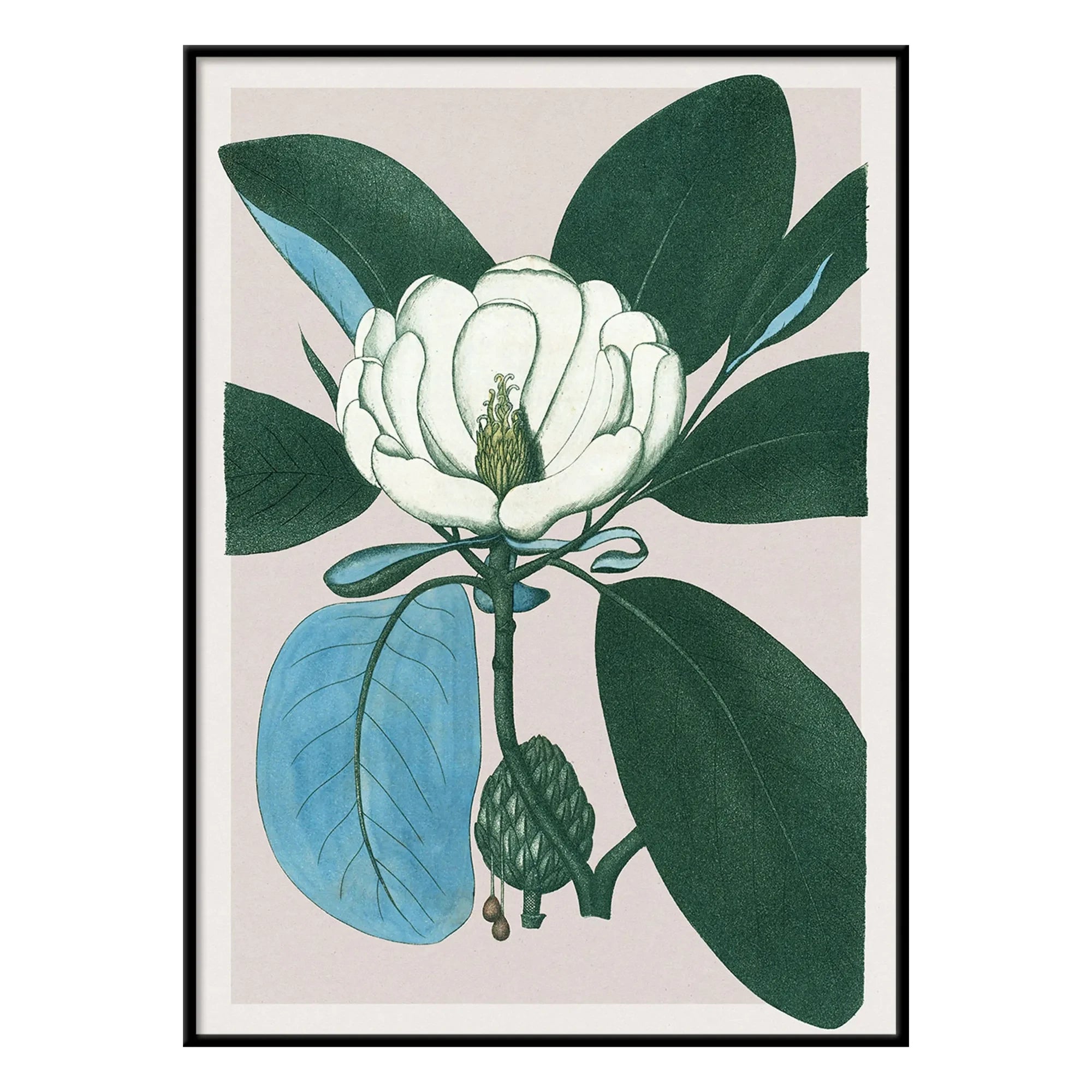 The Dybdahl Co. - Magnolia Glauca Poster