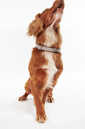 Barbour Köpek Tasması
