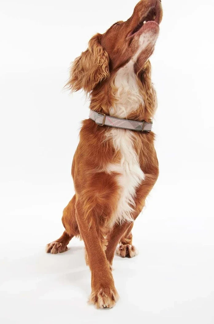 Barbour Köpek Tasması