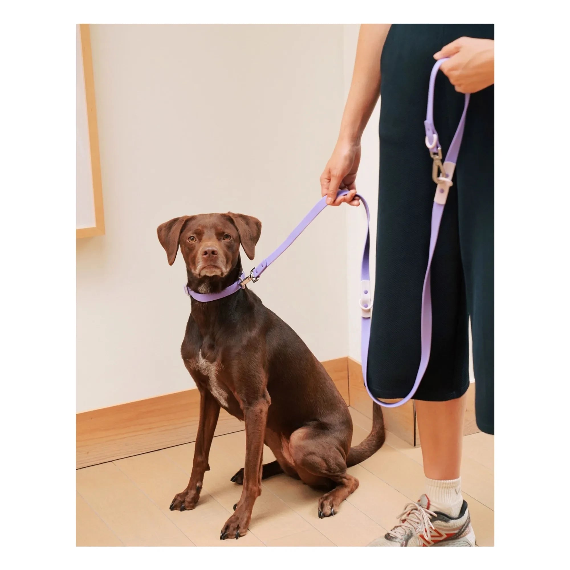 Approved by Fritz - Ayarlanabilir köpek tasması | Leylak