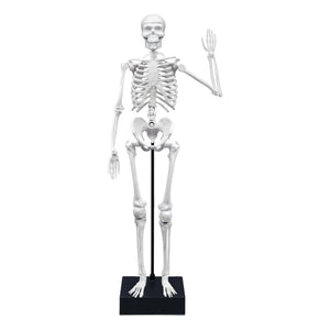 Buki - İskelet 45 cm