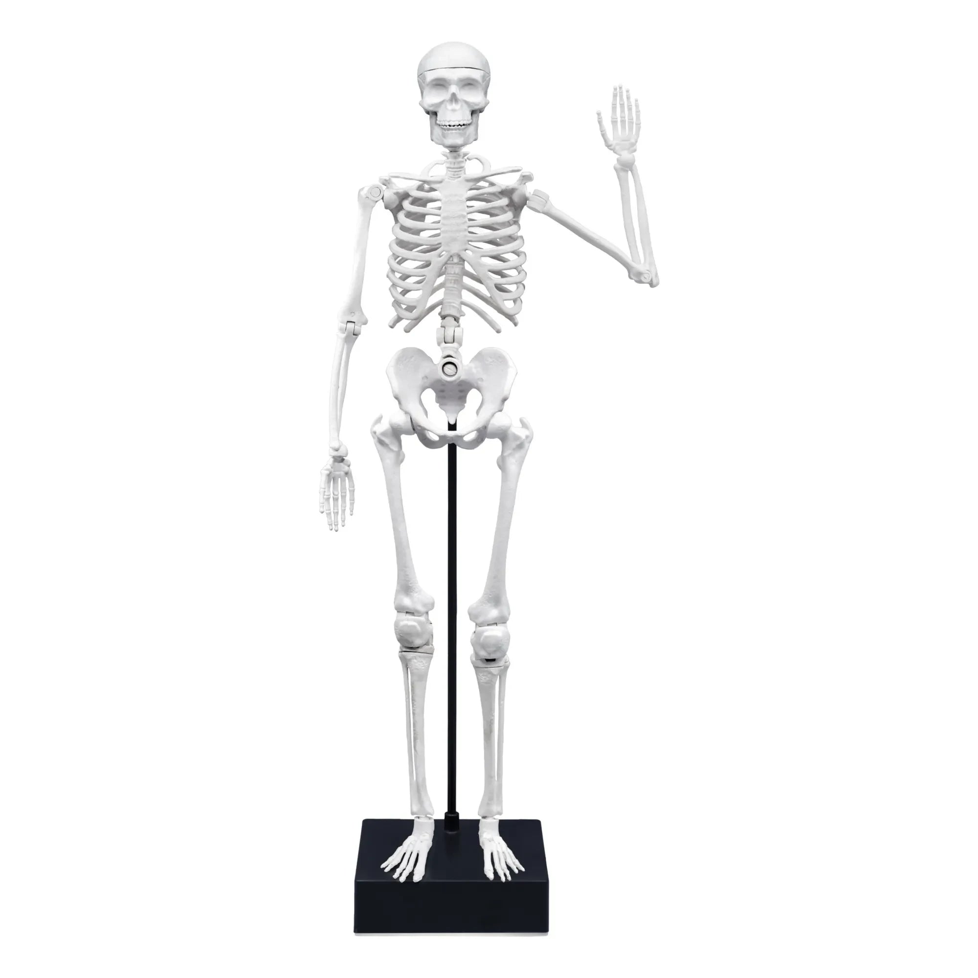 Buki - İskelet 45 cm