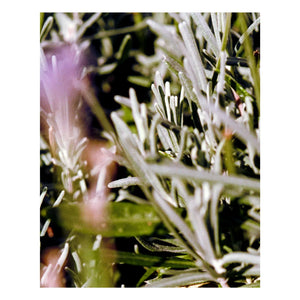 L:A BRUKET - Sage Rosemary Lavender Vücut Kremi 298 - 200 ml