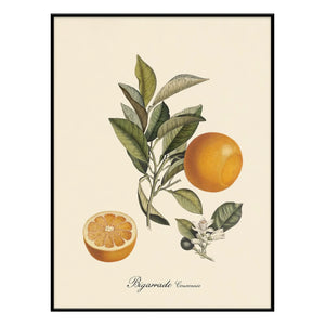The Dybdahl Co. - Bigarrade mit Krone Poster