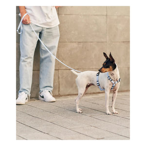 Cafide - Juno köpek koşumu | Açık mavi