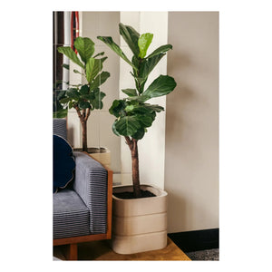 The Socialite Family - Donna seramik saksı | Krem