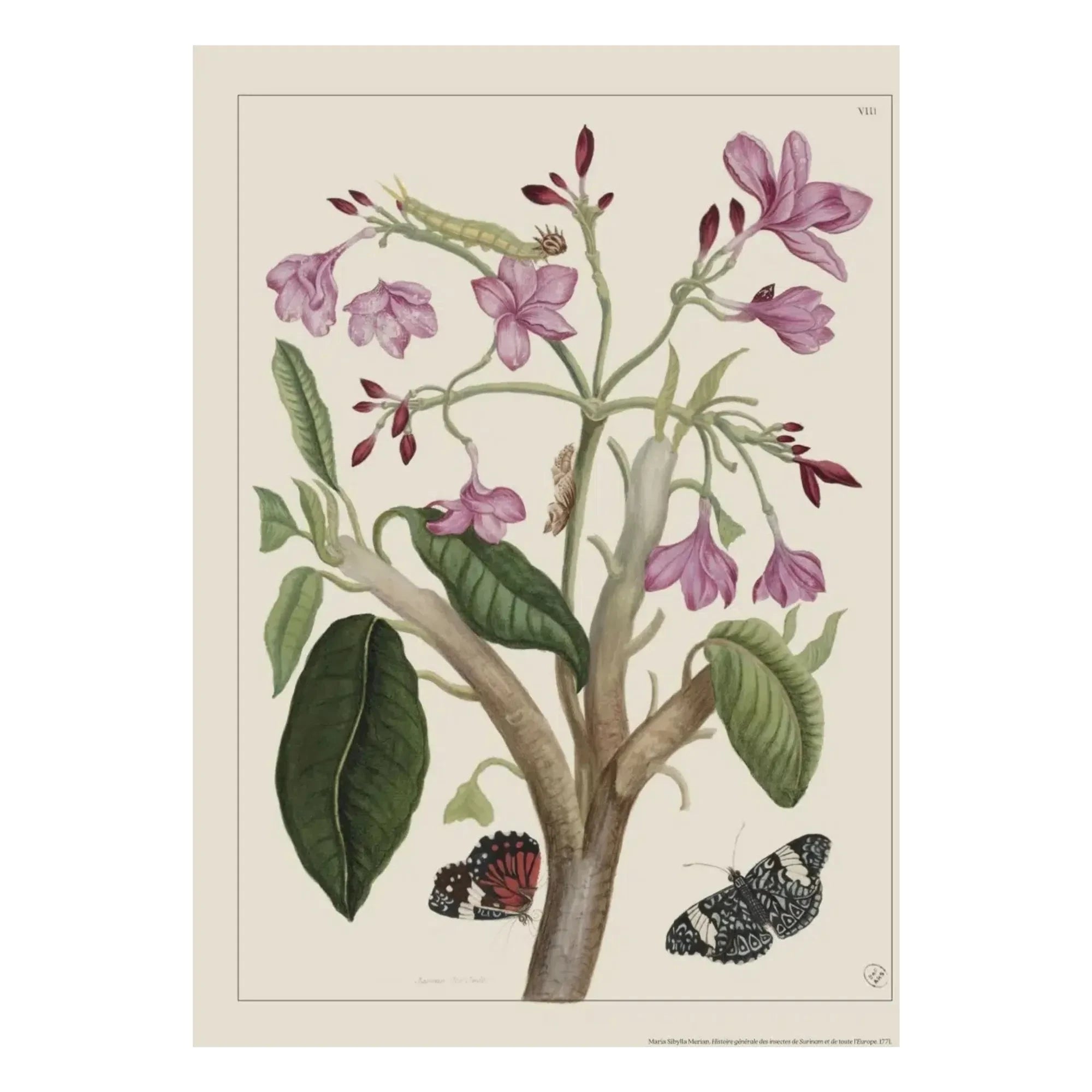 Les Jolies Planches - Plakat Indischer Jasmin