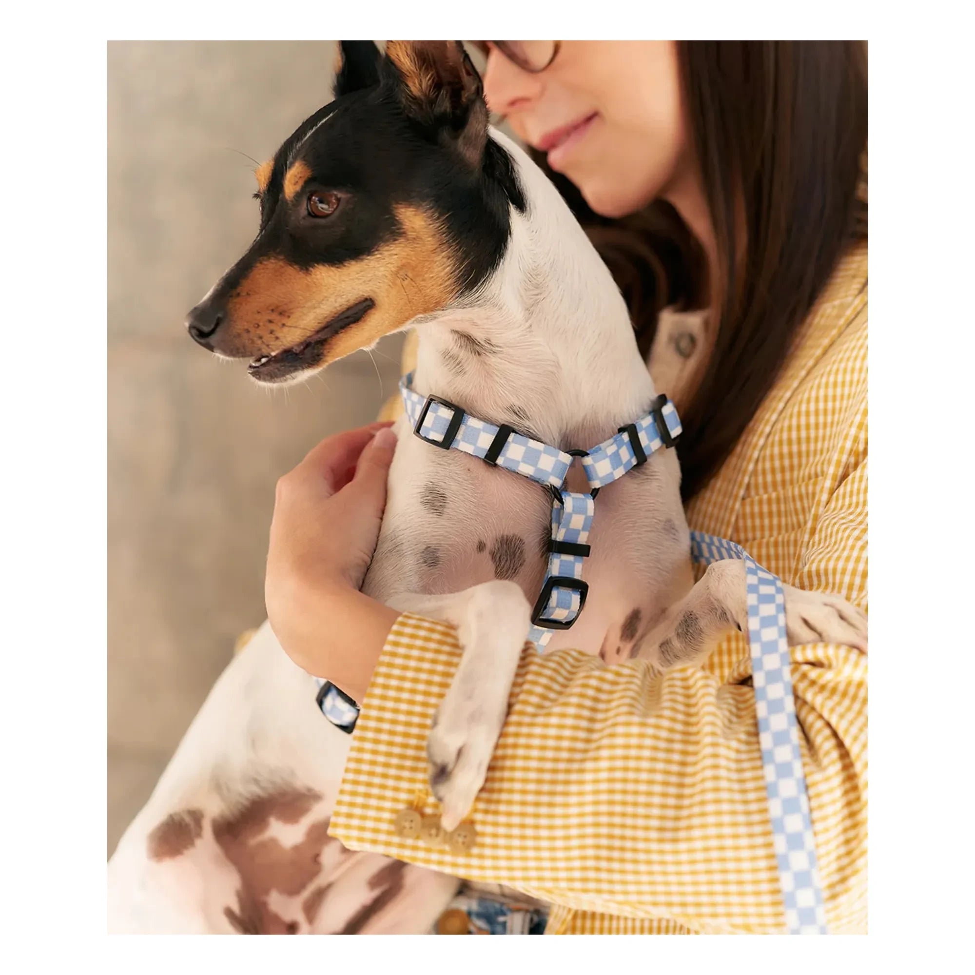Cafide - Juno köpek koşumu | Açık mavi