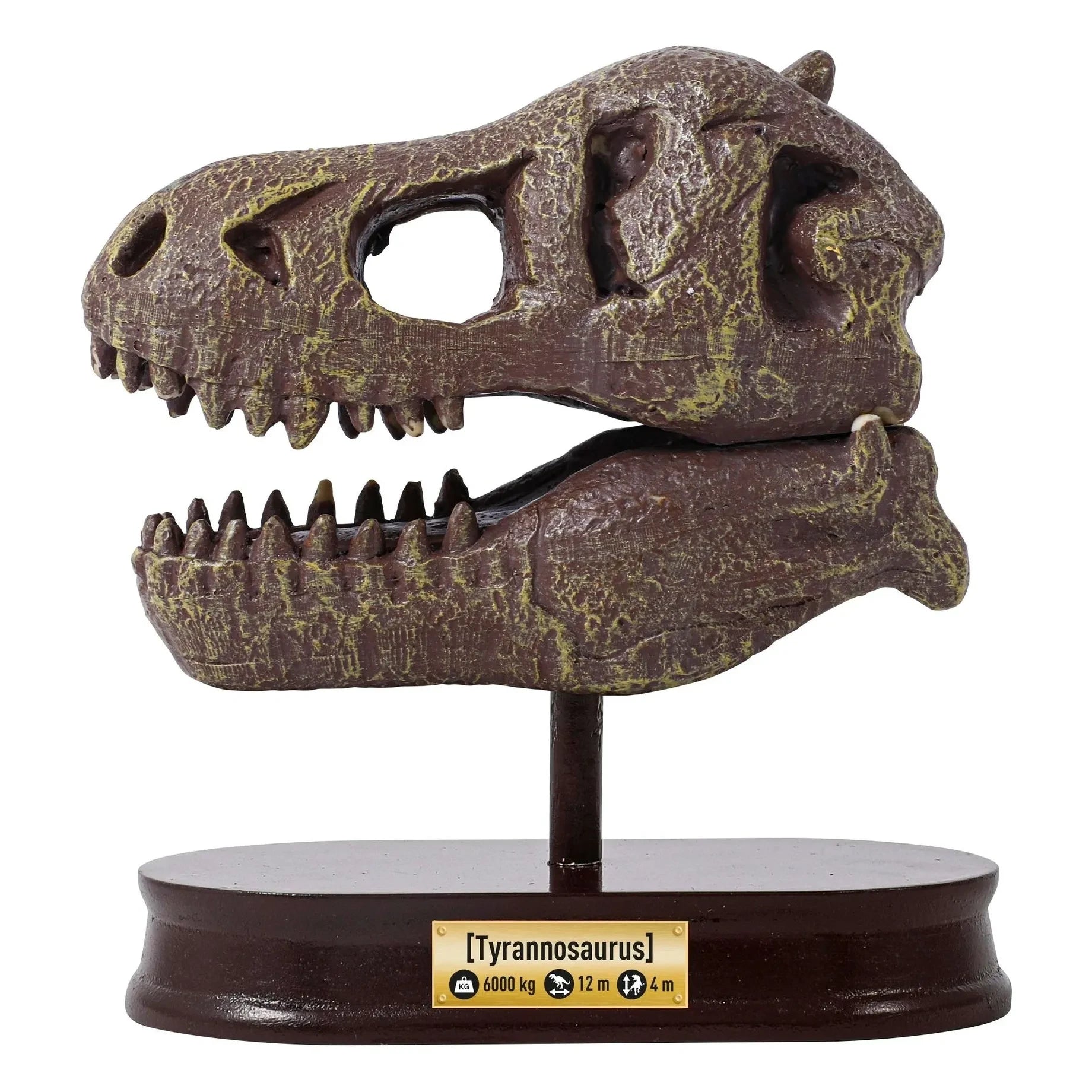 Buki - Arkeoloji seti - Müze Dino Kafatası