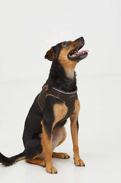 Barbour Köpek Göğüs Tasması