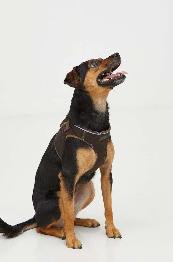 Barbour Köpek Göğüs Tasması