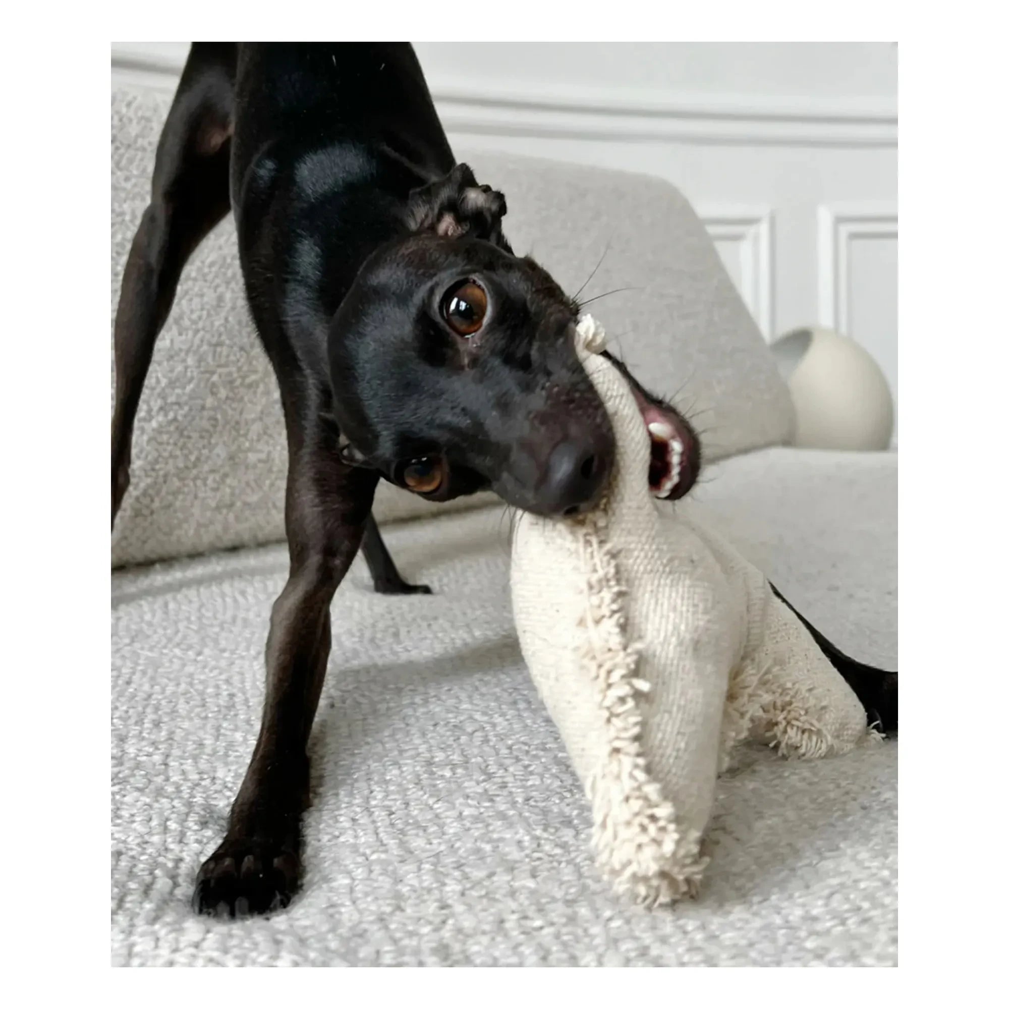 Cafide - Knochen-Hundespielzeug | Gebrochenes Weiß
