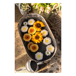 Oli & Carol - Sun the sunflower Beißring