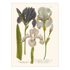 Les Jolies Planches - Iris Garden Poster