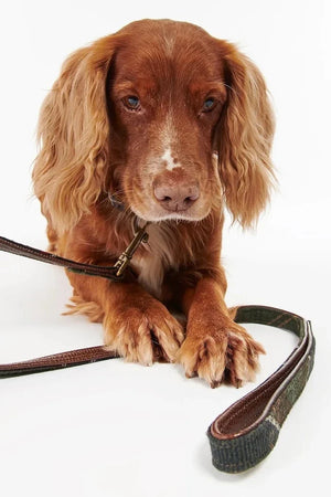 Barbour Classic Tartan Köpek Tasması