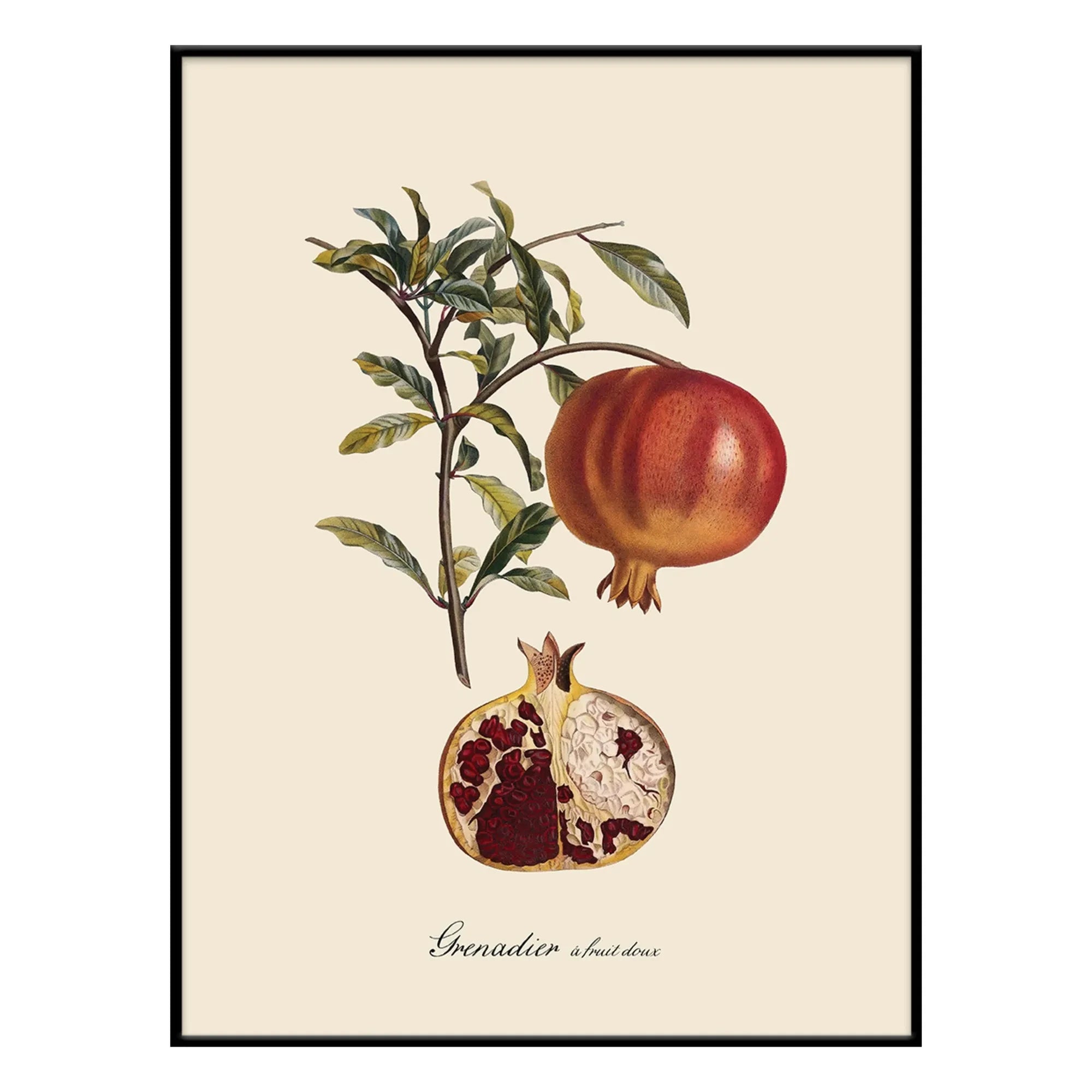 The Dybdahl Co. - Tatlı Meyveli Grenadier poster