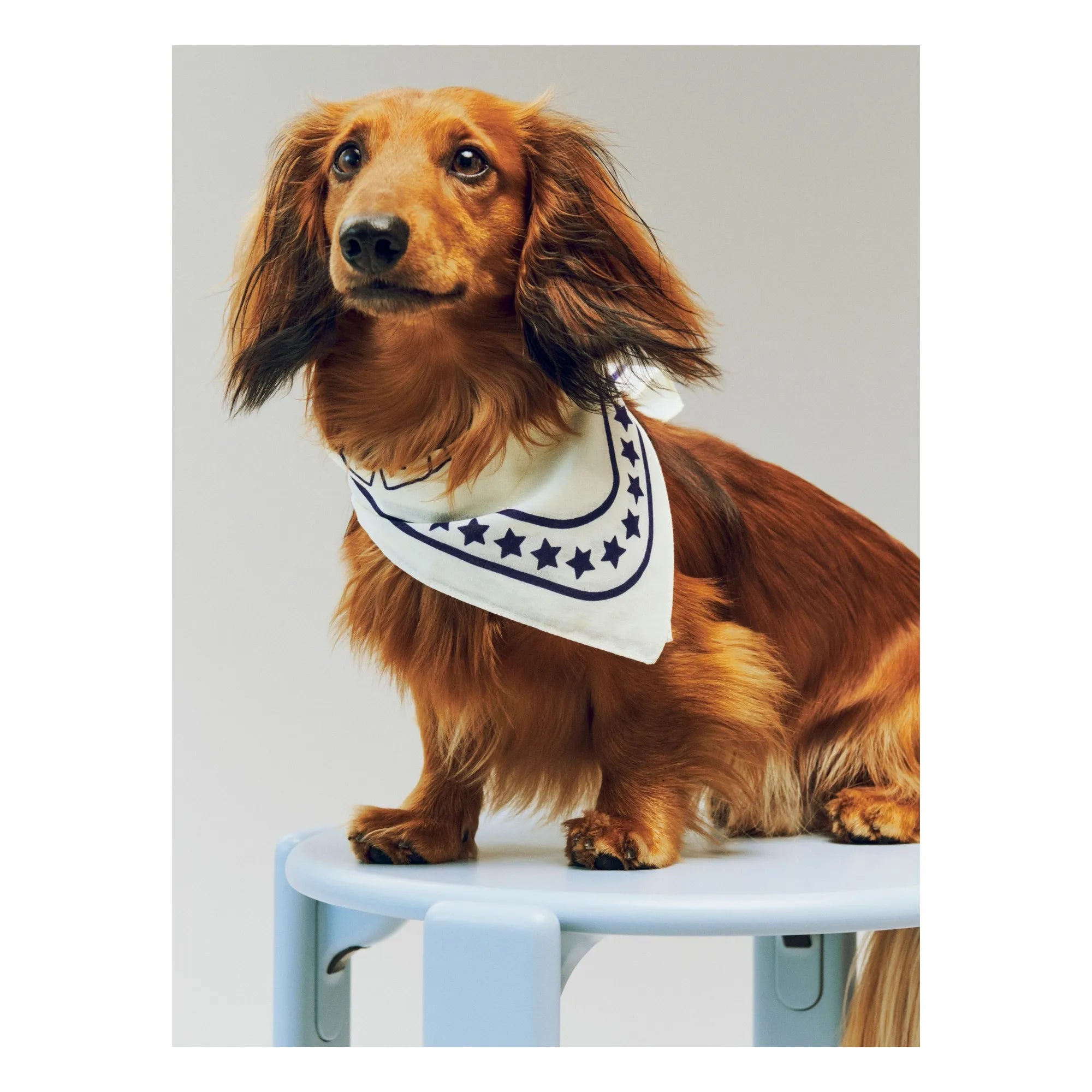 Heu – Hundehalstuch | Off-White